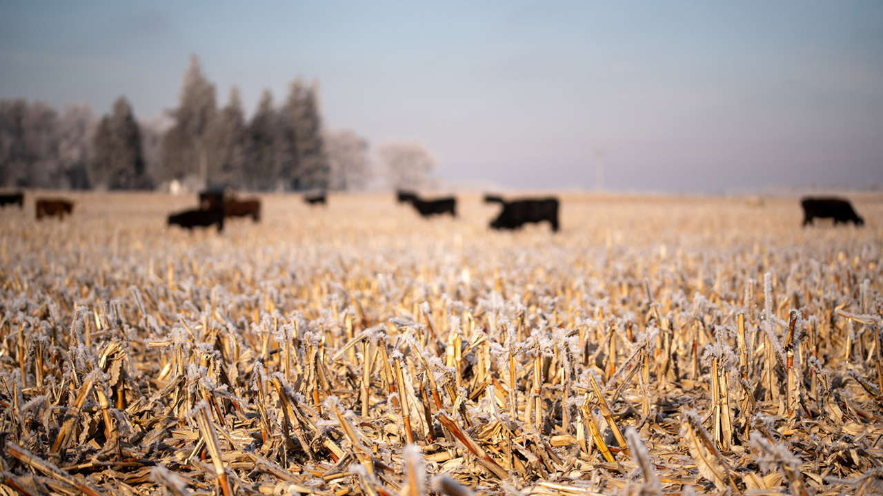 Frost-covered cornfield with grazing cows and blurred trees in the background.