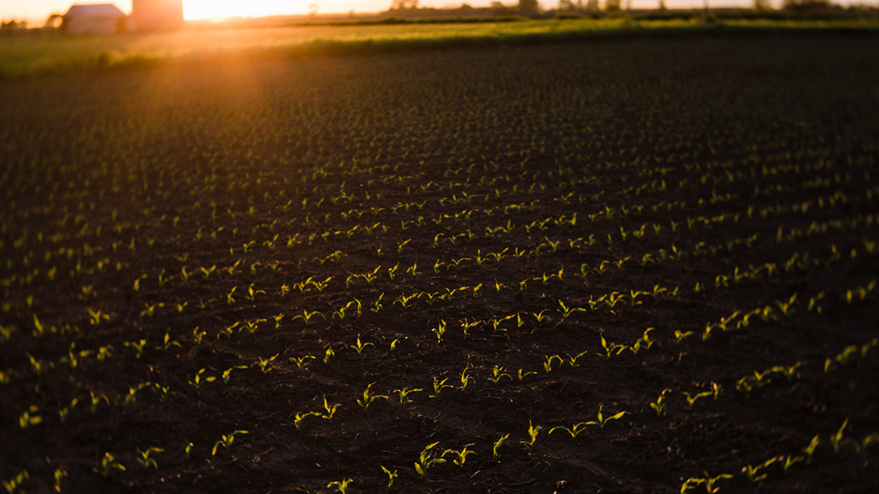 Sunlit field of sprouting crops with a barn and silos in the distant background.