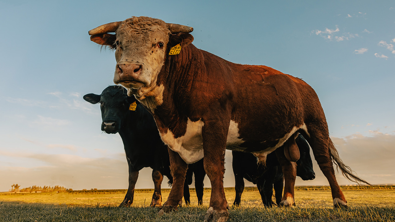 Photo of a bull Hereford in pasture