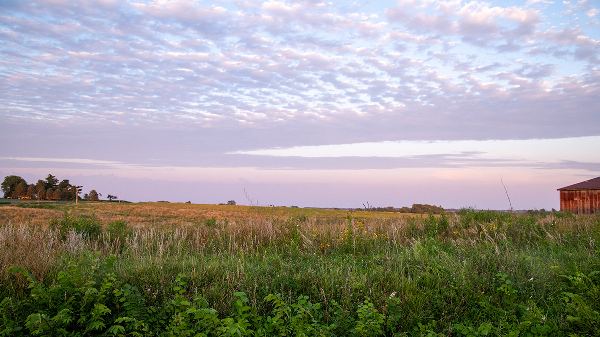 Photo of CRP land with a red building in the background. 