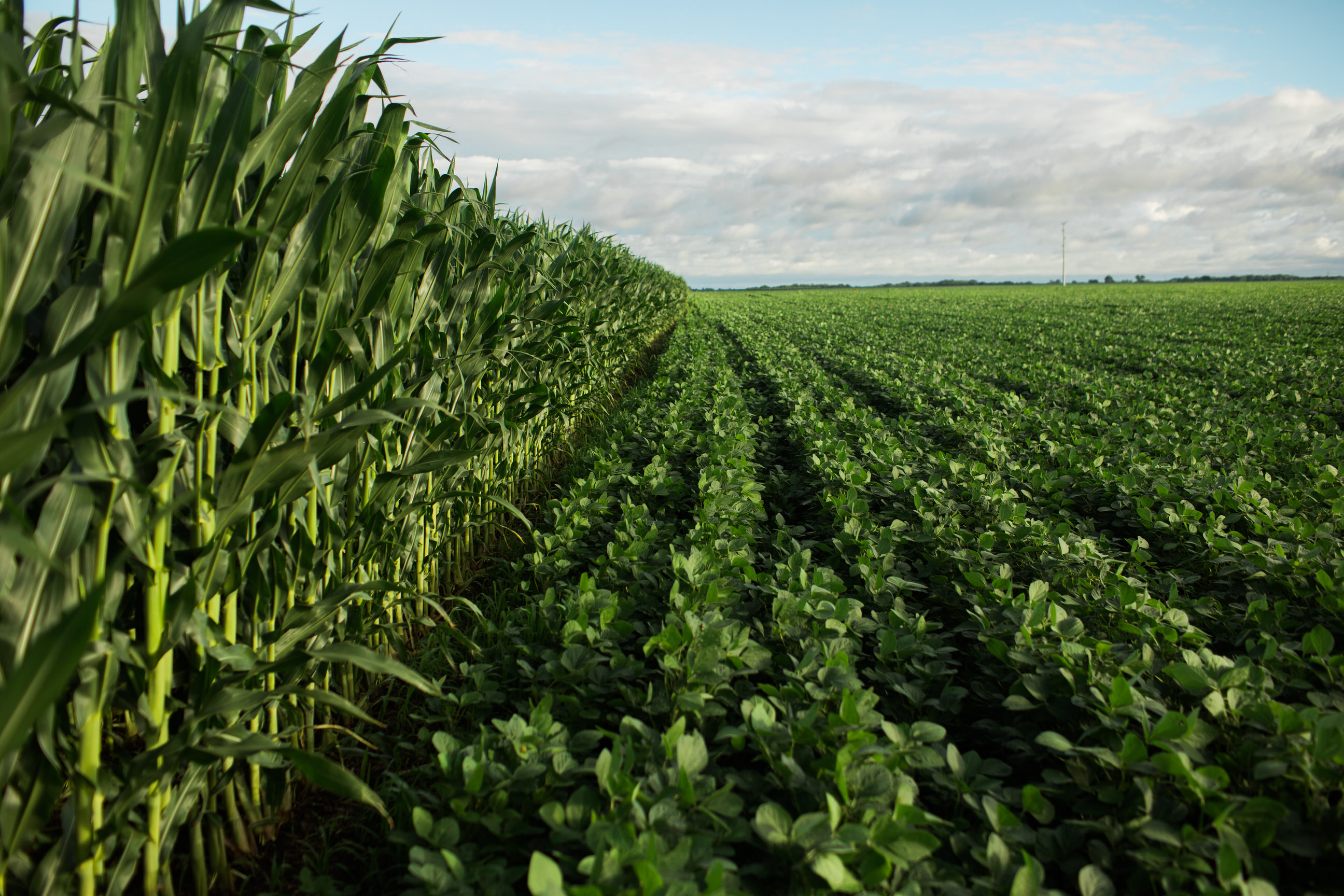 Photo of a field with corn and soybeans.