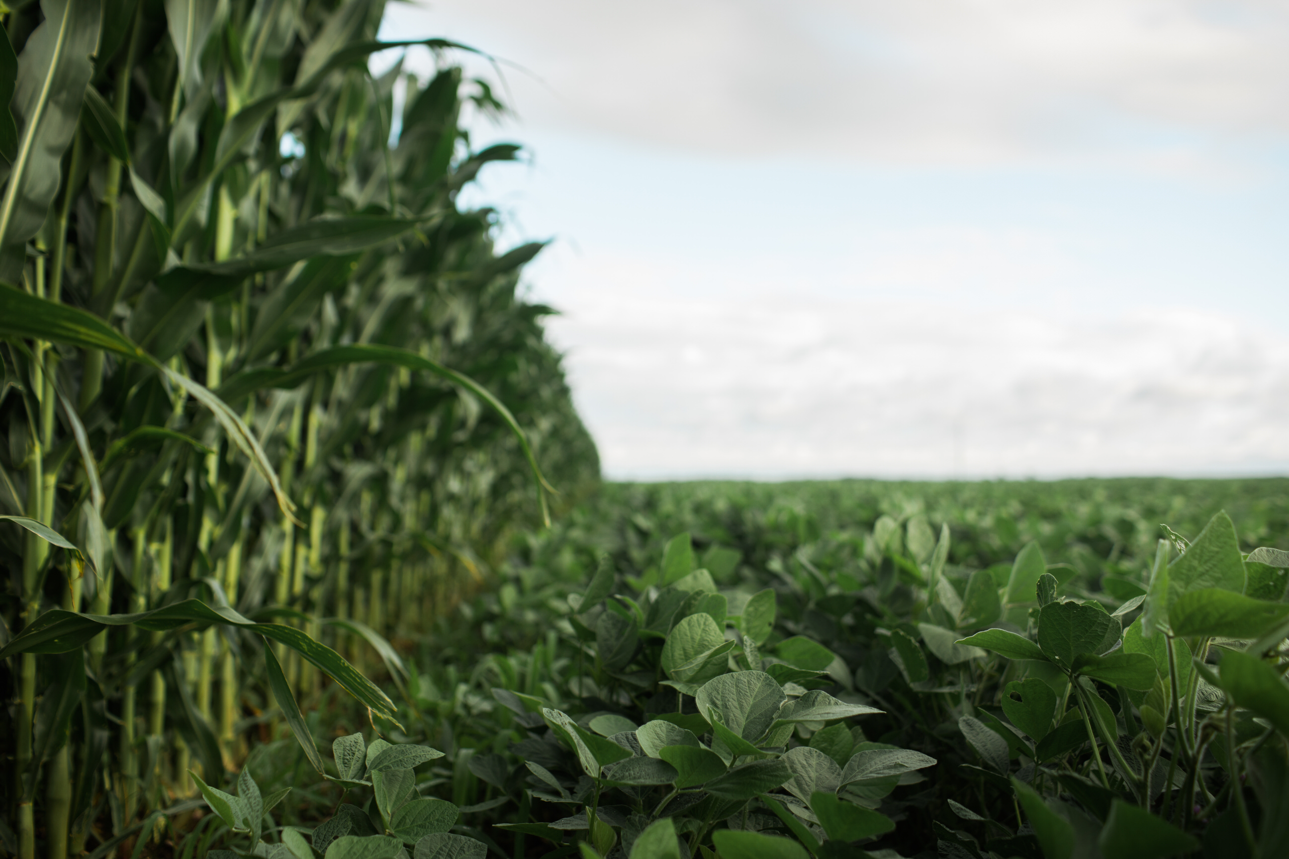 Photo of a corn field next to soybean field