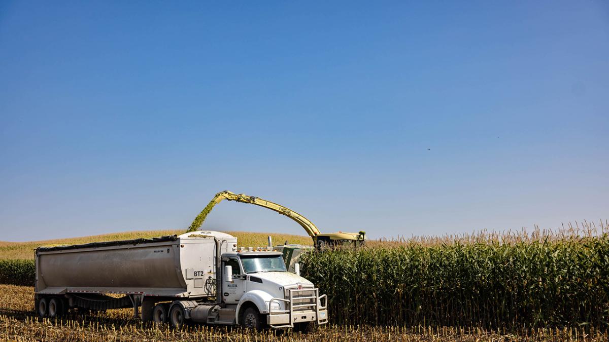 Photo of grain being loaded into trailer during harvest