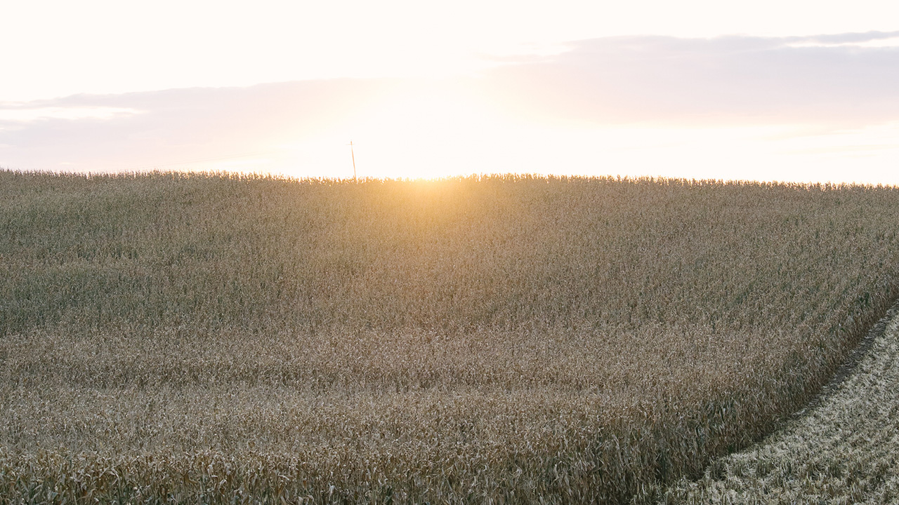 Golden sunrise over a partially harvested corn field with a cloudy sky.