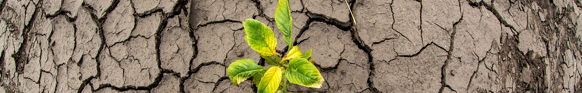 crop growing in dry, cracked ground.