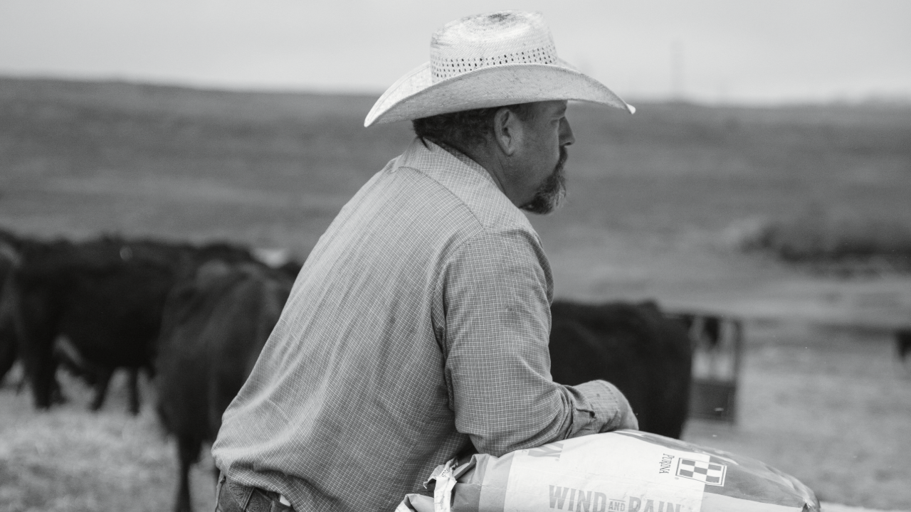 Photo of a rancher leaning on a truck bed looking out over a pasture with cattle.