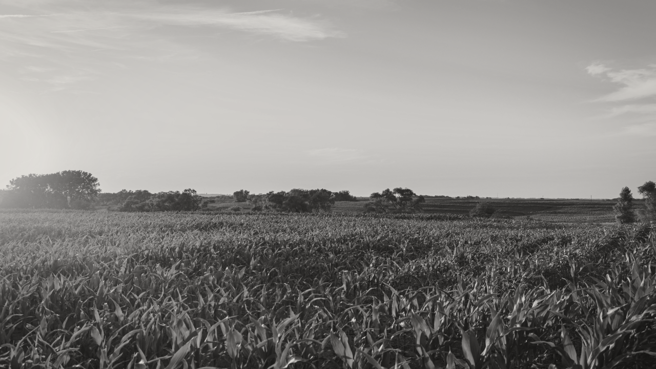 Photo of a corn field.
