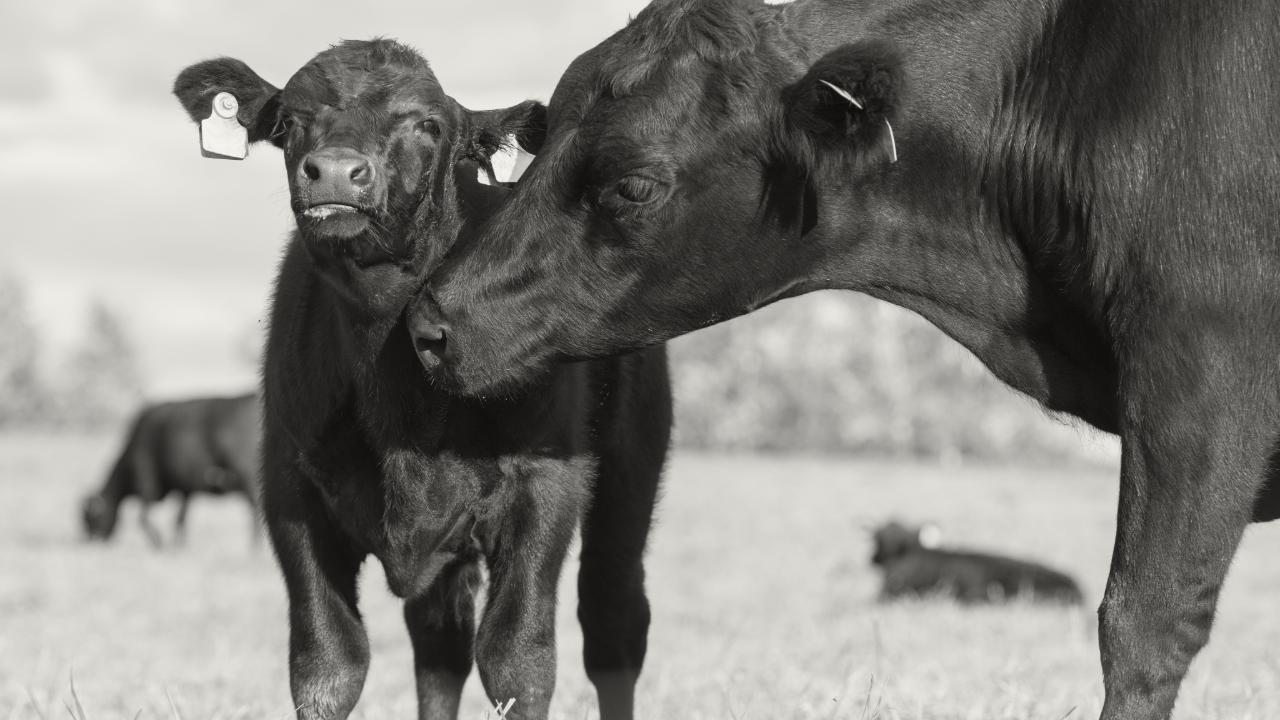 Photo of a cow-calf pair on pasture.