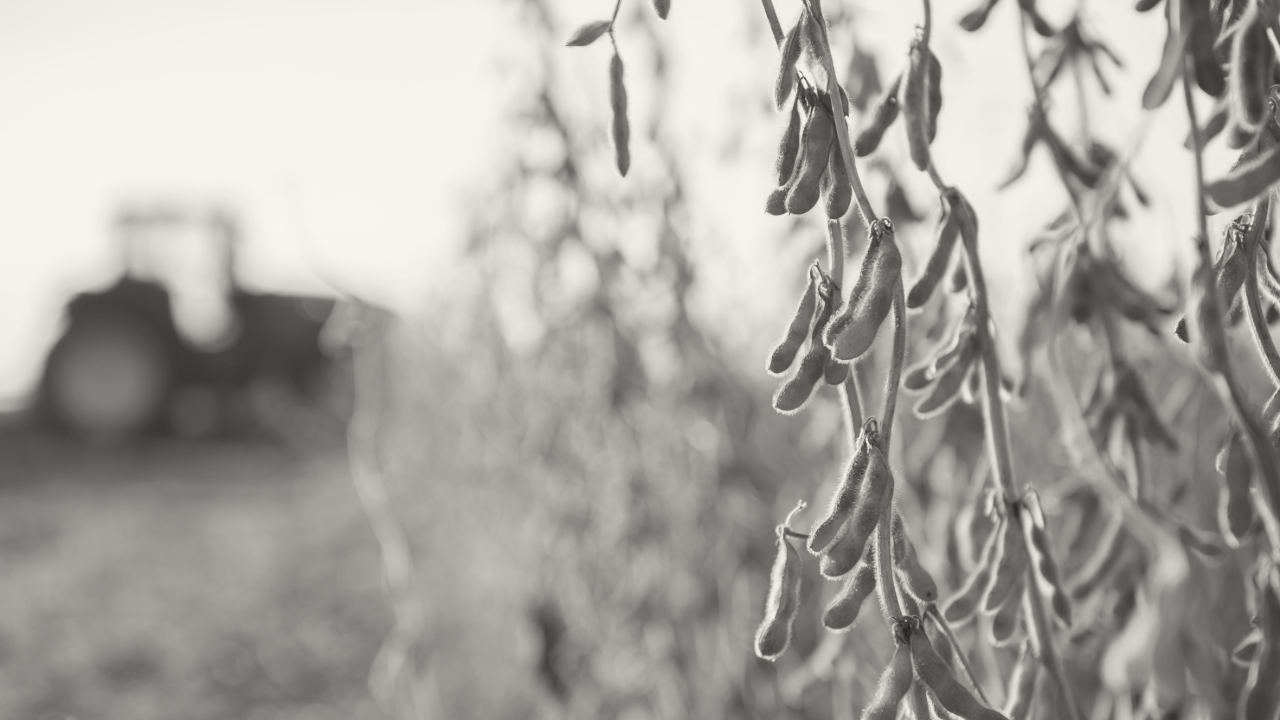 Photo of soybeans in a field with a tractor in the background.