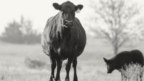A cow and calf in a pasture.