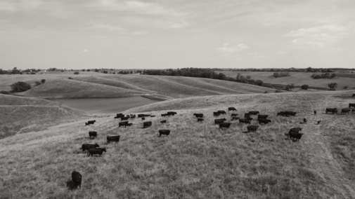 Aerial photo of cattle grazing on pature.