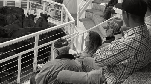 Cattle auction attendees seated, observing enclosed black cows behind a metal railing.