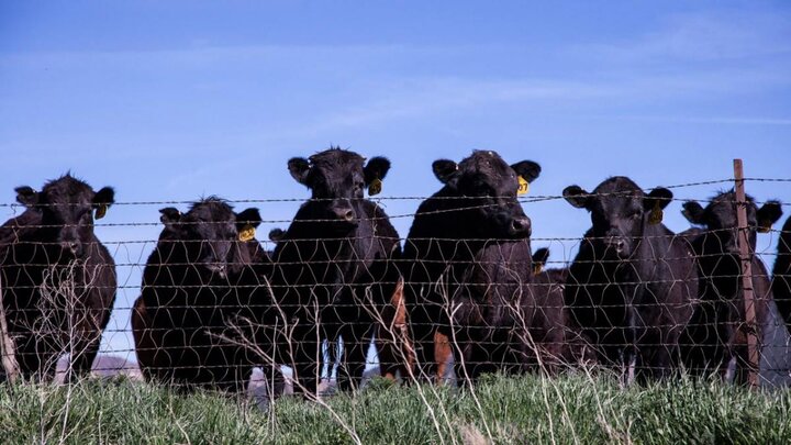 Cattle in pasture.