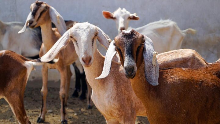 Closeup of goats in pen.