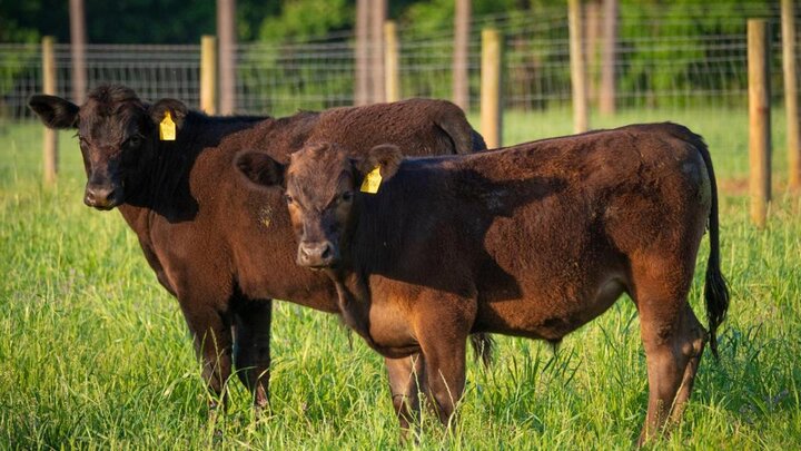 2 cattle in pasture.