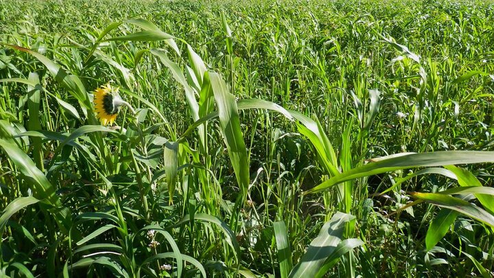 Cover crops photo.