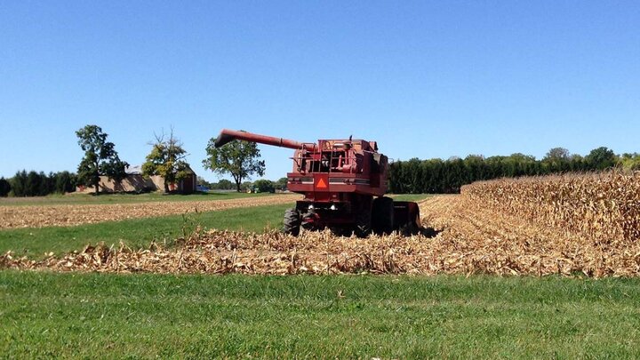 Red combine going along edge of corn field.