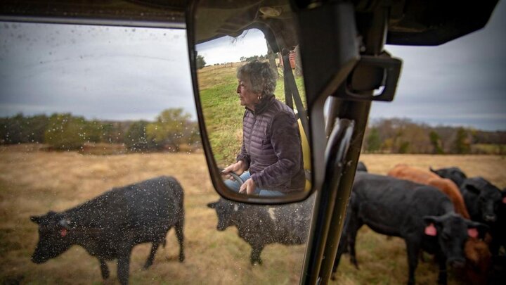 Cattle outside of combine.