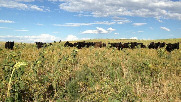 Cattle in pasture.