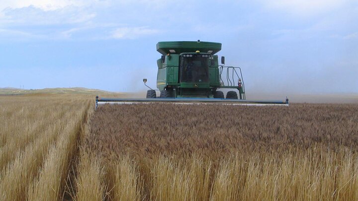 Combine harvesting.