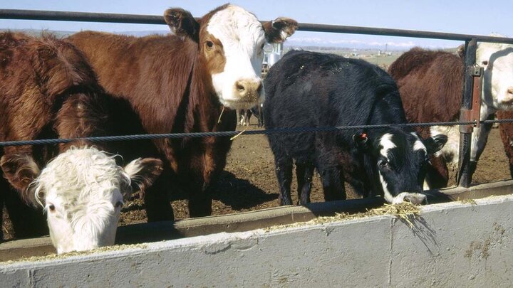 Cattle feeding from trough.