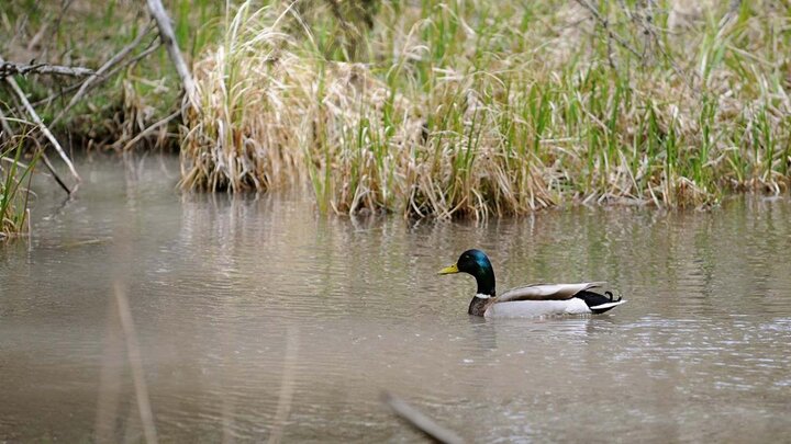 Duck floating on stream.