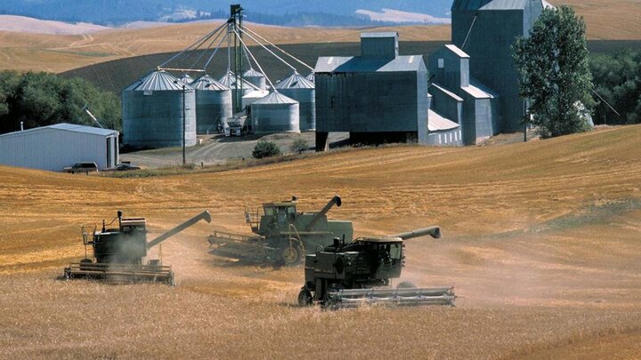 Combines harvesting field.
