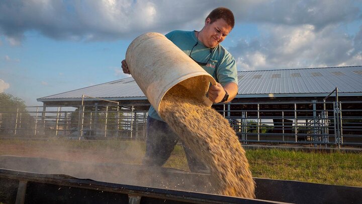 Rancher pouring feed into trough. 