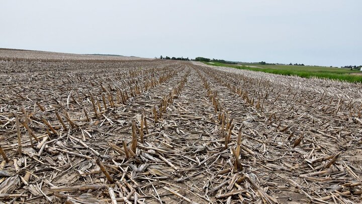 Corn residue in field.