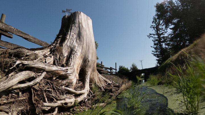 Tree stump amid stream.