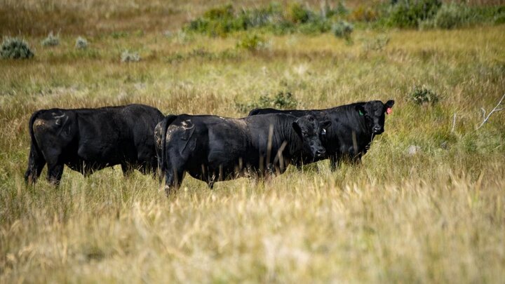 Cattle grazing in pasture.