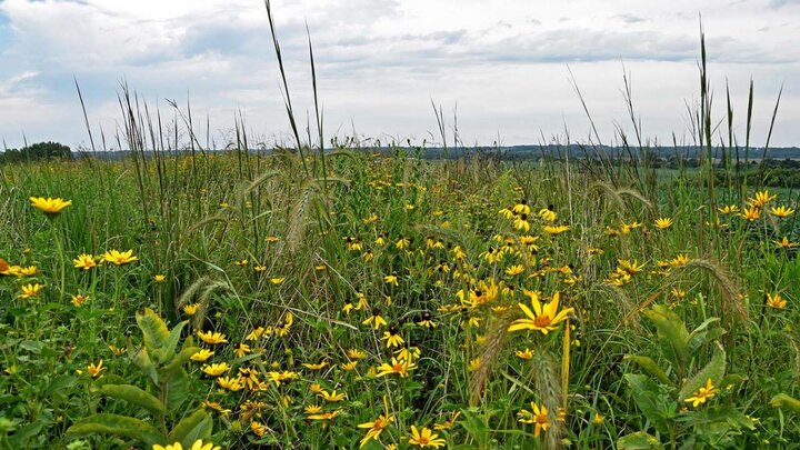 Cover crops photo.