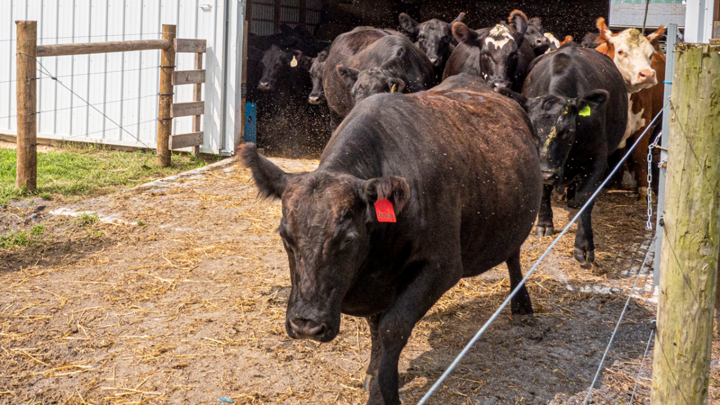 Photo of cattle walking out of a barn.