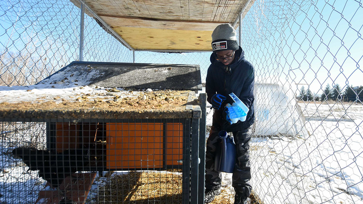 Child working in chicken coop.