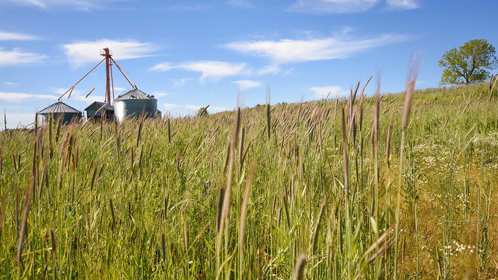 Cover crops photo.