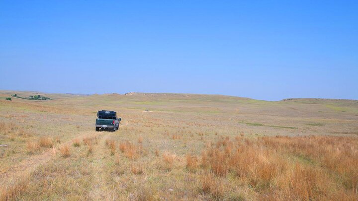 Pickup driving through pasture.