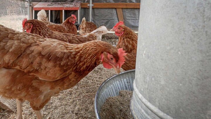Chickens in pen.