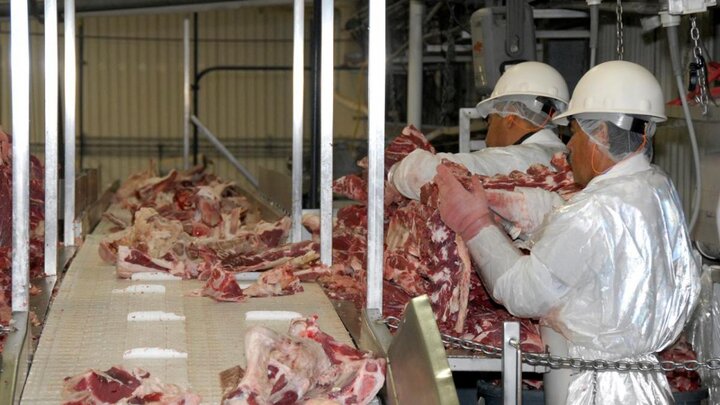 Cutting beef in processing facility.
