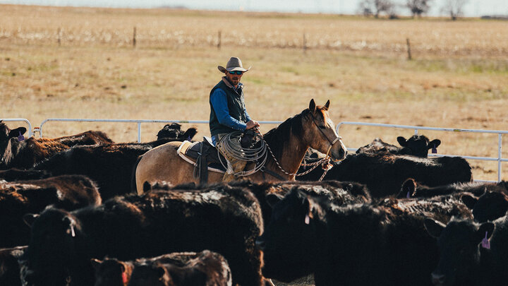 Rancher on horseback riding through cattle pen.