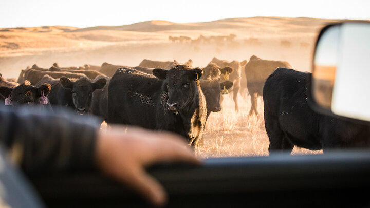 Photo from the inside of a pickup of rancher checking black angus cattle in a pasture.