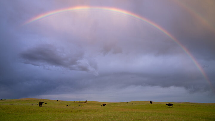 Photo of a rainbow over a grassland field with cattle grazing.