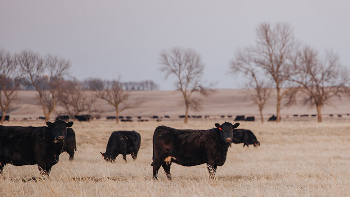Angus Cattle on Pasture