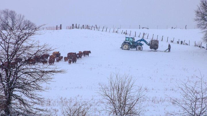 Tractor moving bail in snow