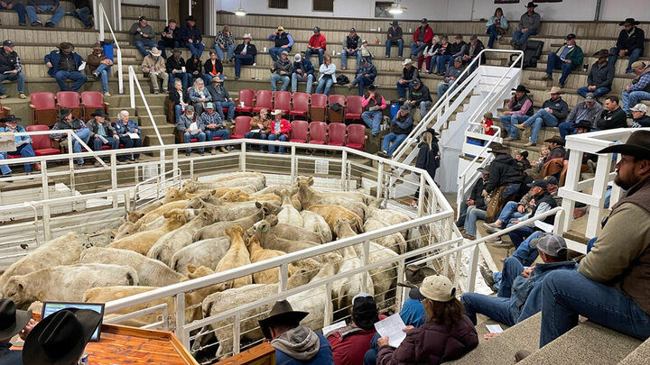 A photo of the inside of a sale barn with people in the seats around a ring full of cattle.