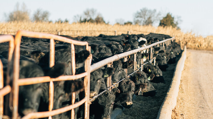 Cattle eating out of a feed bunk.