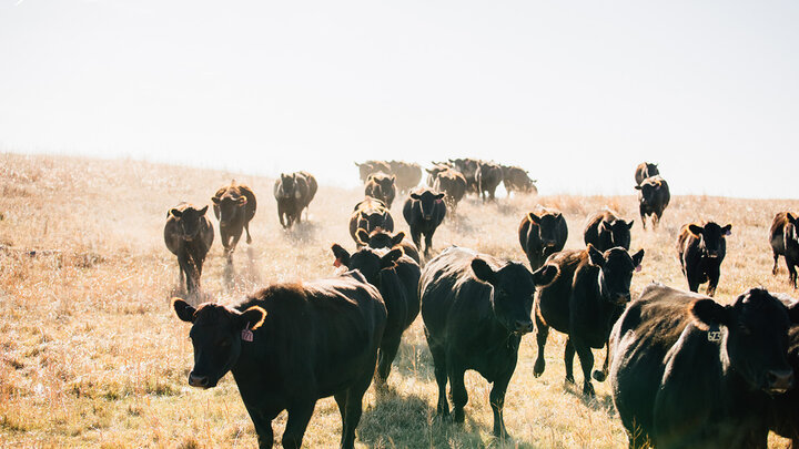 Cows walking through a sunny field of dry grass.