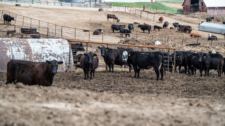 Photo of a cow/calf operation.