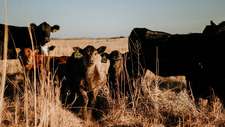 Cows and calves in pasture.