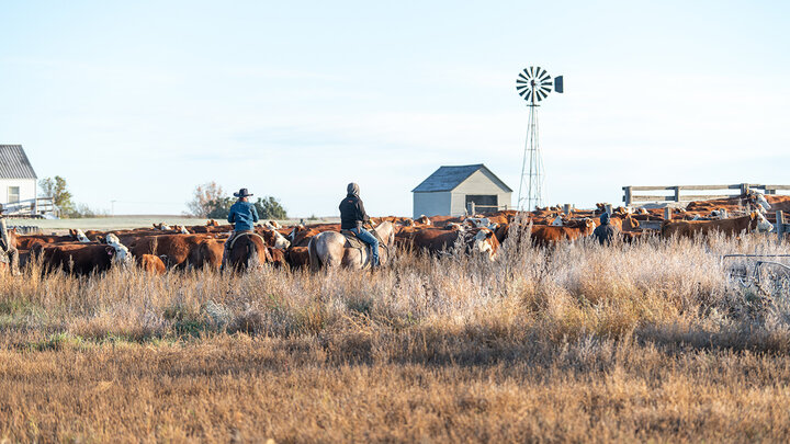 Photo of ranchers on horseback herding cattle. 