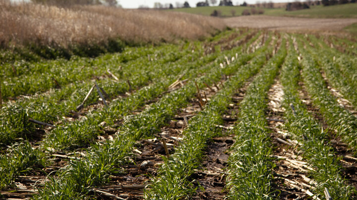 Photo of a Rye field.